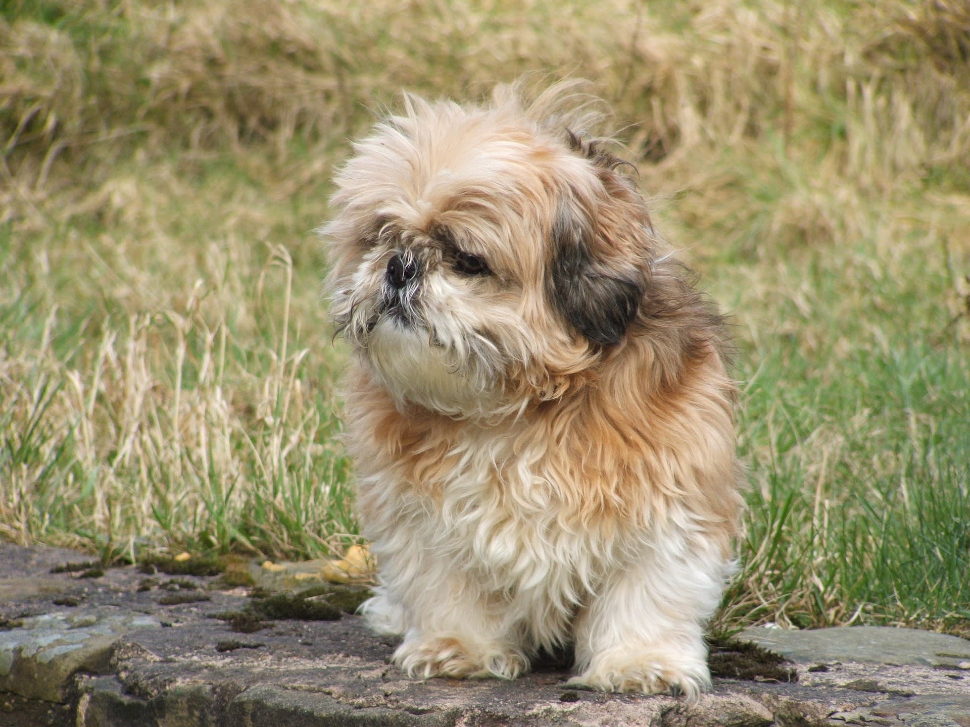 How Long Do Shih Tzus Live FOTP